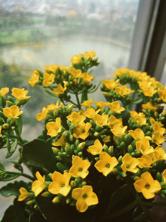 Caloche Close-Up Shot of Yellow Kalanchoes · Free Stock Photo