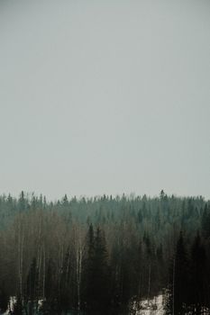 A serene misty forest landscape capturing the tranquil beauty of Ust'-Koiva, Perm Krai, Russia.
