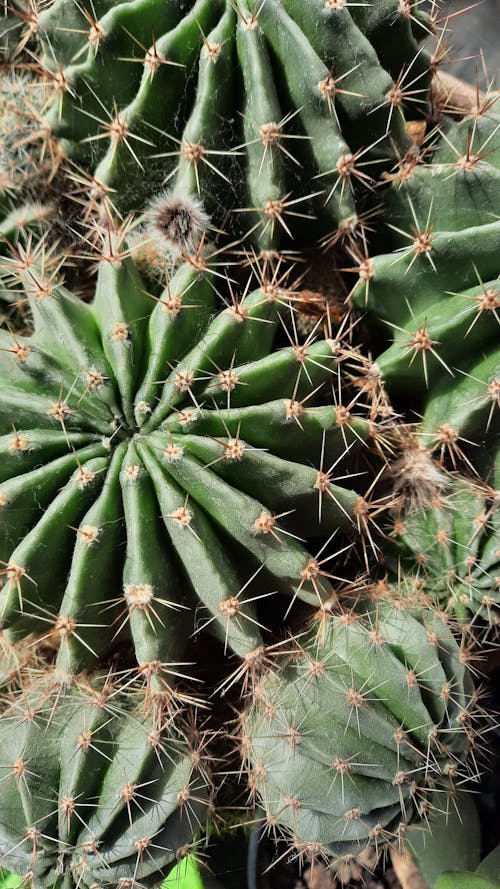 仙人掌, 仙人掌植物, 可信的 的 免費圖庫相片