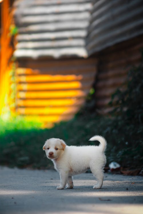 White Puppy on the Street · Free Stock Photo