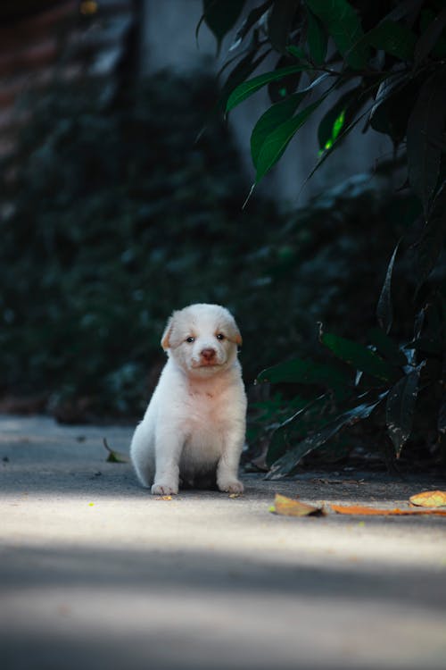 Безкоштовне стокове фото на тему «білий собака, вертикальні постріл, милий» стокове фото