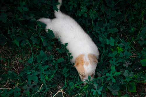 Gratis stockfoto met babyhondje, dierenfotografie, fabrieken