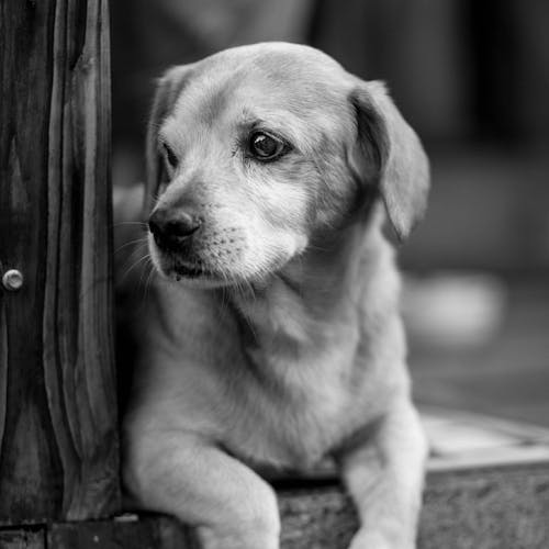 Free Grayscale Photography of Short-coated Puppy Stock Photo
