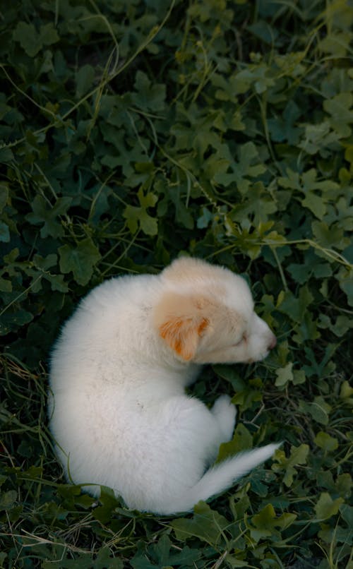 Безкоштовне стокове фото на тему «білий собака, вертикальні постріл, вид зверху» стокове фото