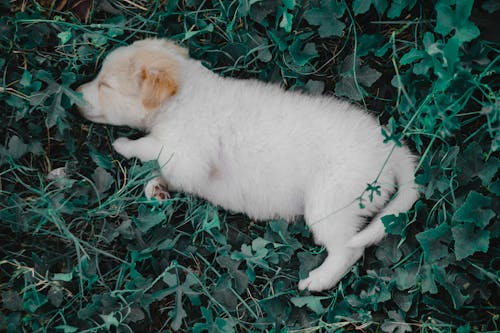 Free White Dog Lying on the Grass Stock Photo