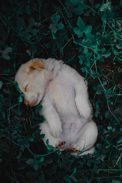 Golden Retriever Puppy Lying in Grass