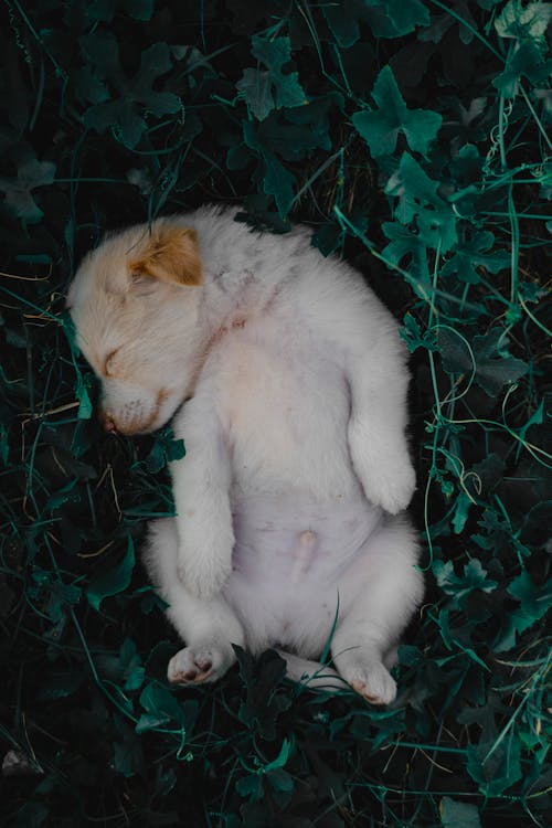 Gratis Fotos de stock gratuitas de acostado, animal, cachorro de golden retriever Foto de stock