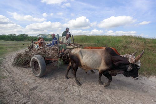 Oxen Pulling Cart
