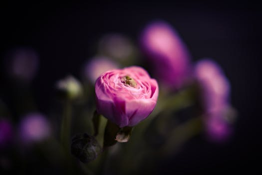 Captivating close-up of a pink ranunculus flower in full bloom with blurred background.