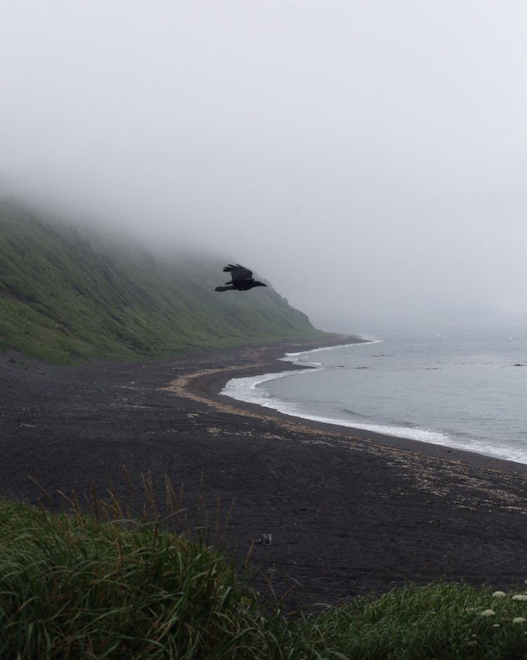 View Of Flying Bird With Misty Coastline In Background