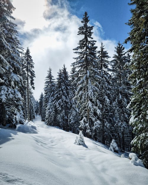 Бесплатное стоковое фото с вертикальный выстрел, зима, покрытый снегом