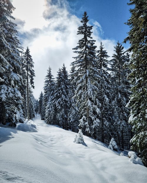 Trees Covered with Snow