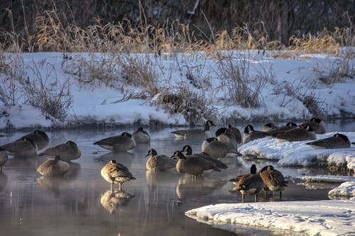 A Flock of Geese Near White Snow