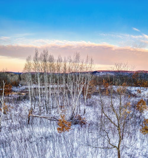 Brown Trees on Snow Covered Ground Under Blue Sky