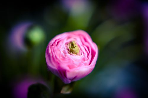 A Close-Up Shot of a Persian Buttercup Flower