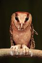 Brown and White Owl on Brown Wooden Log