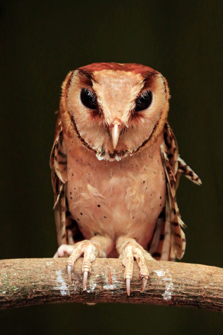 A Close-Up Shot Of A Congo Bay Owl On A Tree Branch