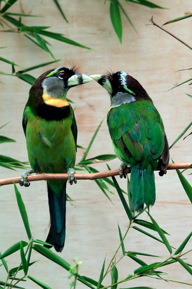 Fire-Tufted Barbets On A Branch