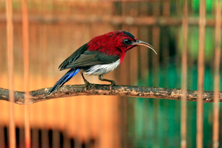 Close-Up Photo Of A Sunbird