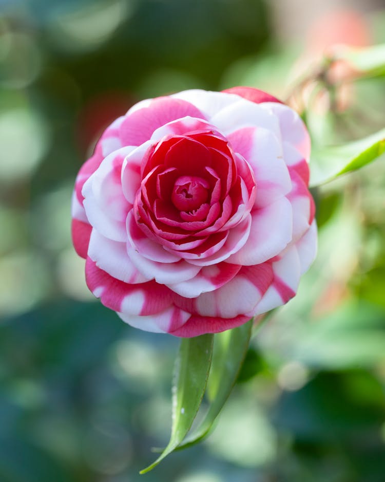 A Camellia Flower In Bloom