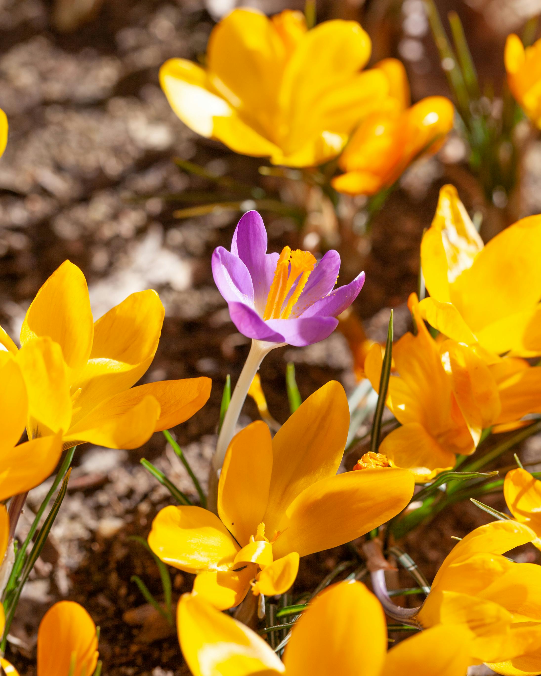 Photo of Crocus Flowers in Bloom · Free Stock Photo