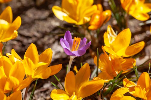 Close-Up Shot of Flowers in Bloom