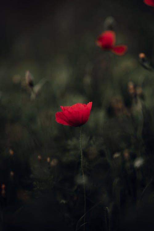 Gratis lagerfoto af blomst, delikat, flora