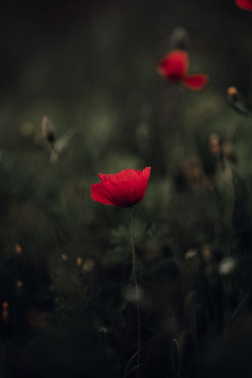Free Close-up of a vibrant red poppy in a dark, blurred natural setting, emphasizing its delicate beauty. Stock Photo