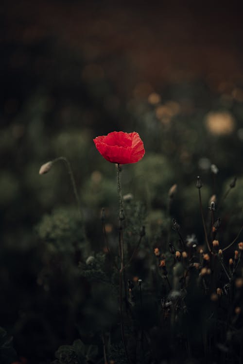 A Red Poppy Flower in Bloom