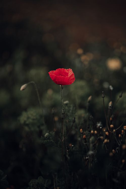 Free A vibrant red poppy stands out against a dark, blurred background of wildflowers. Stock Photo