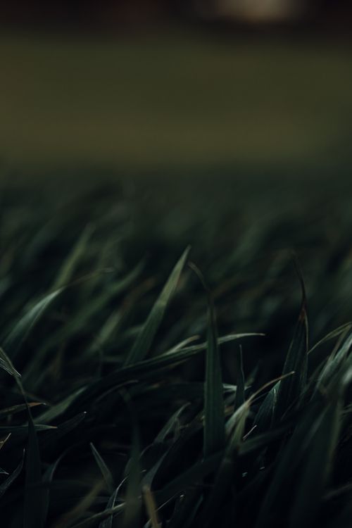 Free A detailed close-up view of lush green grass blades, perfect for nature-themed projects. Stock Photo