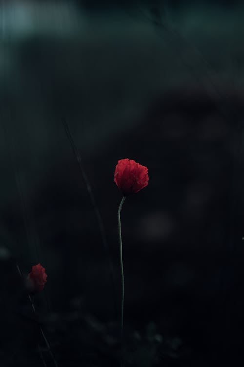 Fragile Red Poppies
