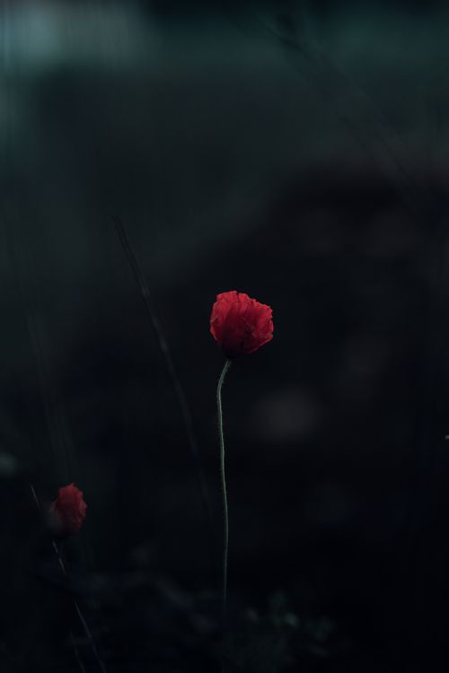 Free A solitary red poppy flower stands out dramatically against a dark background, showcasing natural beauty. Stock Photo
