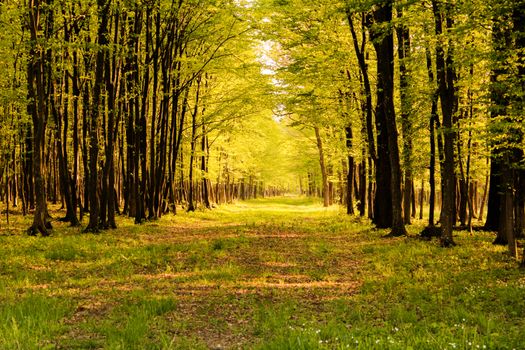 A serene forest pathway in Hungary, lush with green trees and sunlight filtering through.