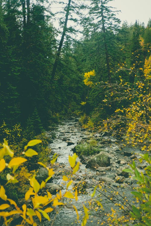 Free Yellow Leaves on River in Forest Stock Photo