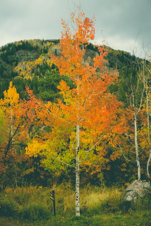 Free A Birch Tree in Autumn Colors Stock Photo