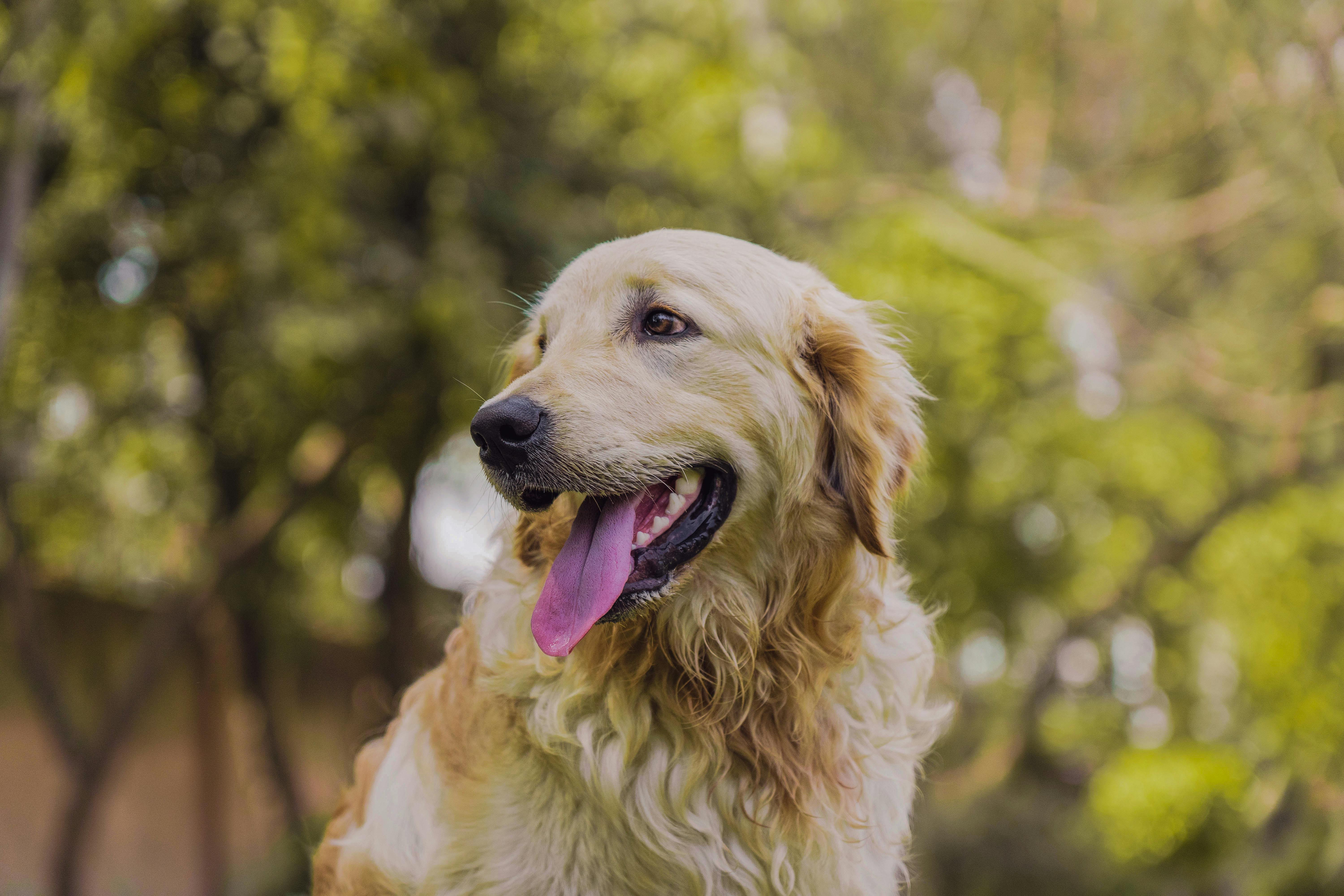 Close Up Photo of a Puppy · Free Stock Photo