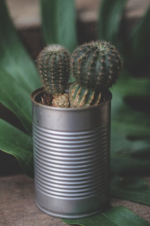 Free Close Up Photo of Plant in a Can Stock Photo