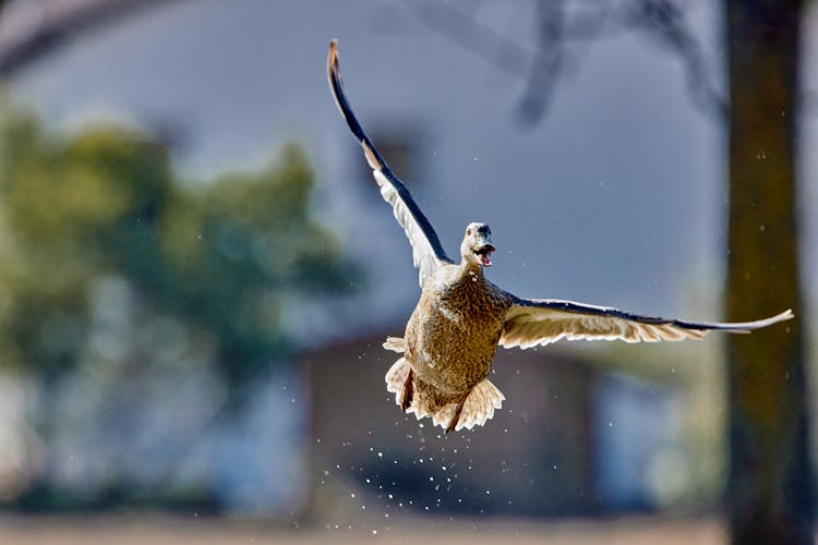 A Mallard Flying