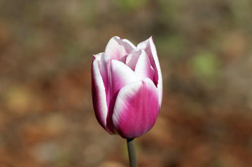 A White and Purple Tulip