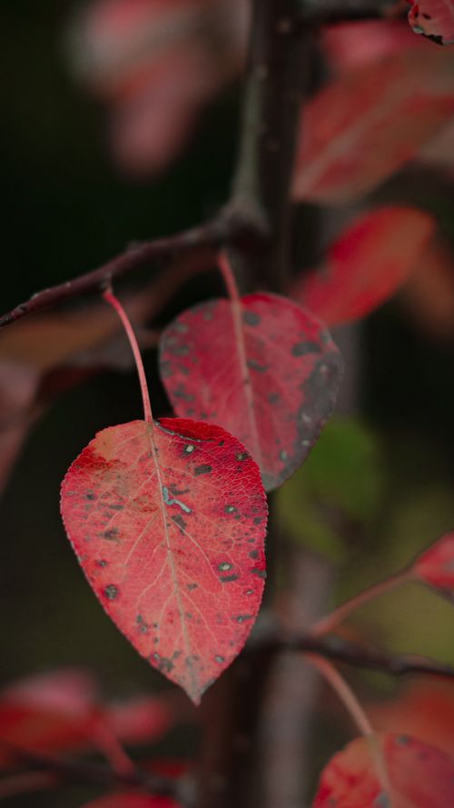 Free Detailed capture of red autumn leaves on a branch, showcasing seasonal beauty. Stock Photo