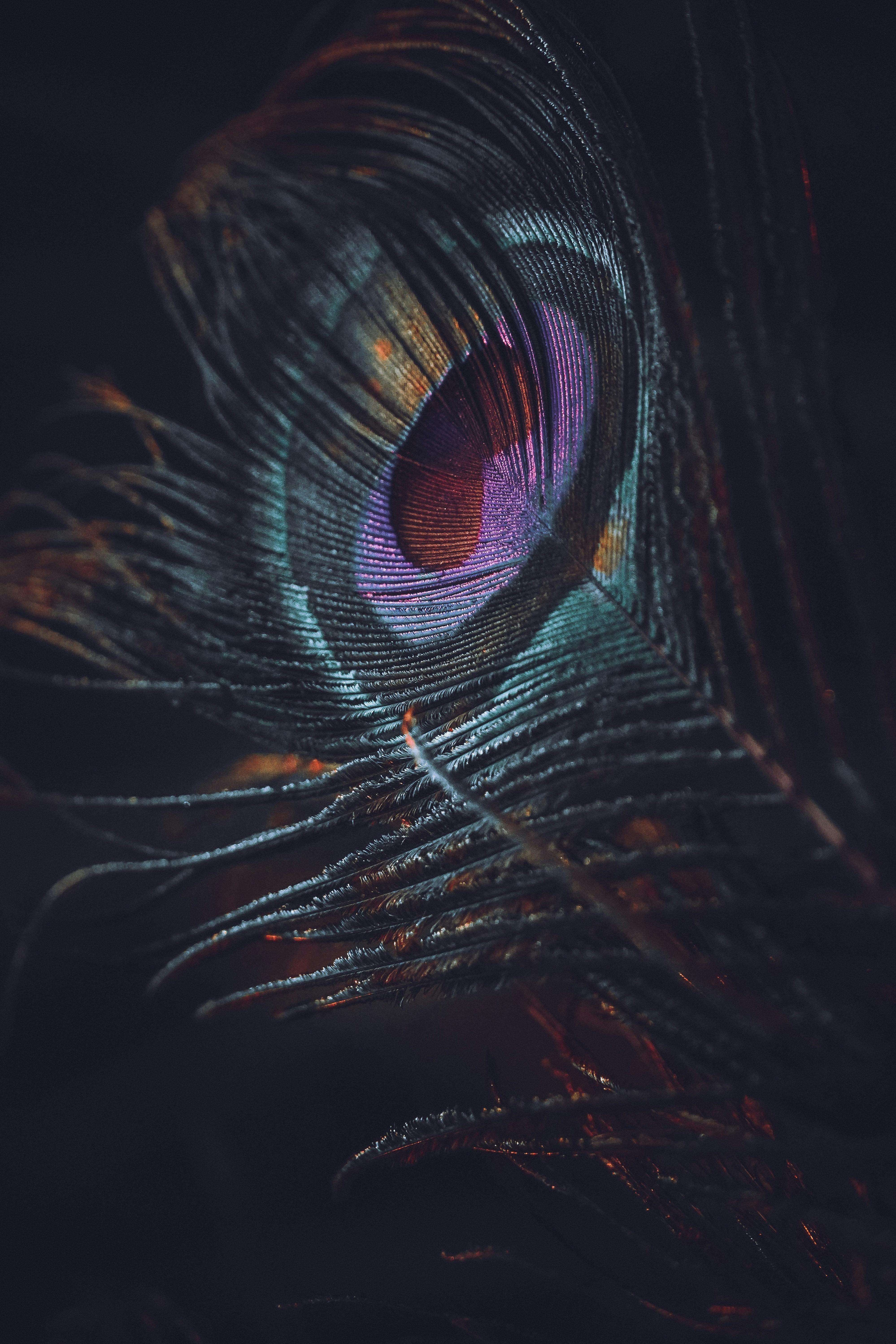 Peacock feather HD wallpapers  Pxfuel