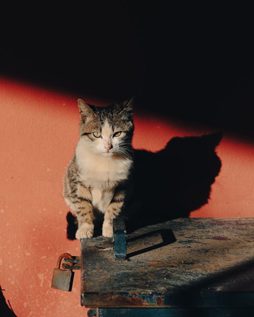 Základová fotografie zdarma na téma domácí, domácí mazlíček, kočka