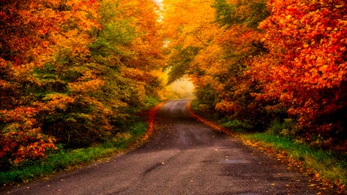 Foto stok gratis daun maple, hutan musim gugur, jalan aspal