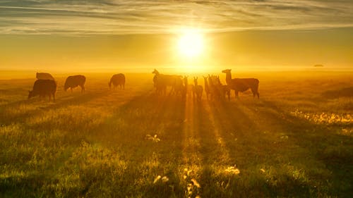 Foto stok gratis kuning mellow, llama, matahari terbit awal