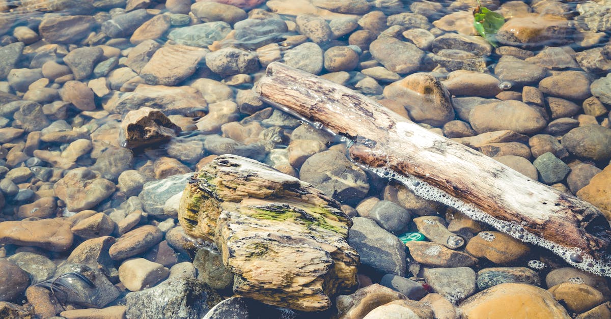 Free stock photo of driftwood, river, river gravel