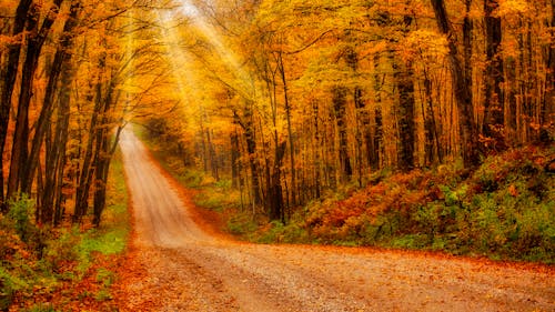 Foto stok gratis daun maple, hutan musim gugur, jalan