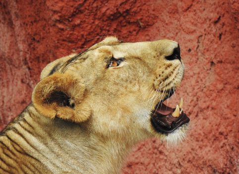Brown Lioness Lying on Brown Rock