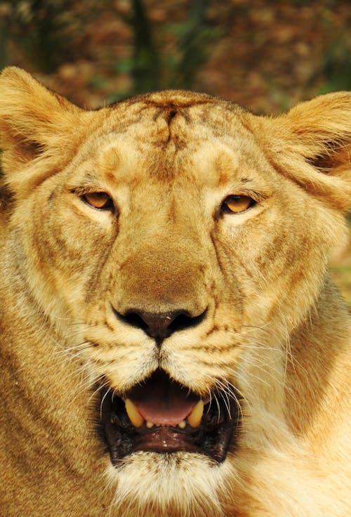 Free Brown Lioness in Close-up Photography Stock Photo