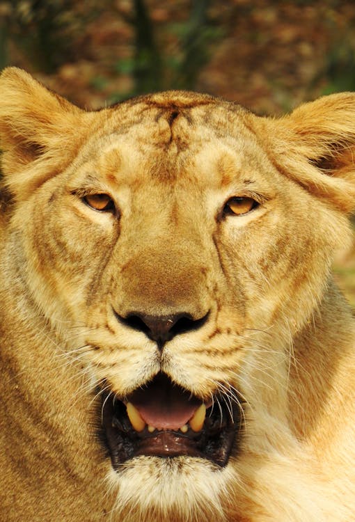 barbarca, dişi aslan, etobur içeren Ücretsiz stok fotoğraf